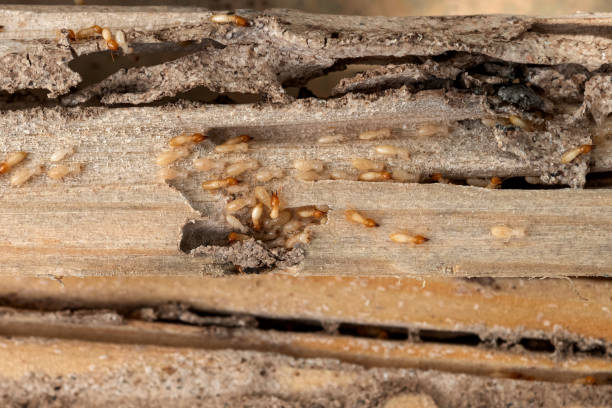 Best Pest Removal Services  in Garner, IA